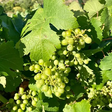 Cheriedel & Art Gallery B&B 3*